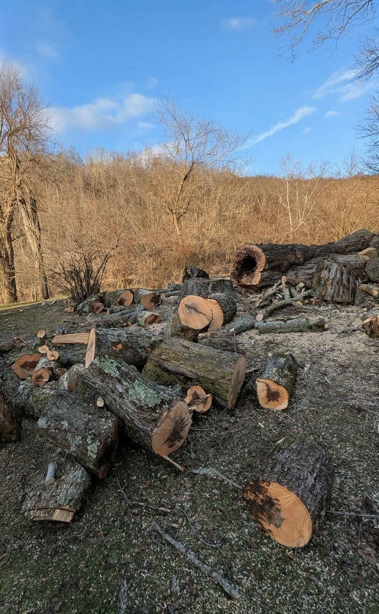 That fallen tree in my yard equals a ton of wood to work with! 💪🌳 Excited to turn it into firewood for camping and maybe even some cool woodworking projects!