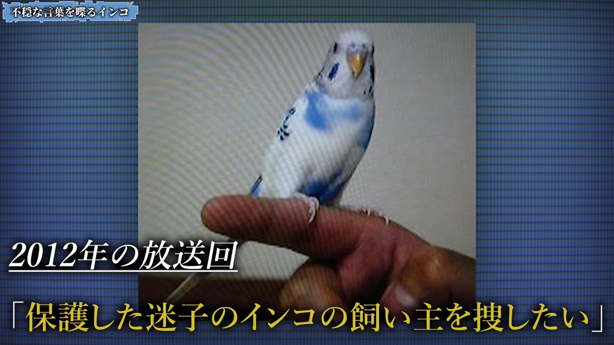 kirinjijineta's tweet photo. ナイトスクープ伝説回「迷子のインコの飼い主を探したい」が怖すぎた

■放送内容
2012年放送回
一人の女性から↓の依頼
「迷子のインコを保護したので、飼い主を探したい」
↓
インコについて
保護当初は喋らなかったが、ある日突然喋るようになった
・発言内容
「ピーコちゃん、おはよう」
「ピーコちゃん、いい子」
「ナカタorナガタピーコ」
「奈良市三条」
※恐らく飼い主の発言を覚えて真似ていた
↓
番組はたむけん氏を派遣して調査開始
・動物病院やペットショップでの聞き込み
・奈良市三条での特定作業
を試みるも有力な手掛かりは得られず
↓
視聴者に情報提供を求めて放送終了
しかし…

■放送後の反響
放送終了後、ネット上に
「インコが意味深な言葉を喋っていた」
との投稿
・内容
「ピーちゃんごめんね。ここは異世界かも
急に誰もいなくなった。
ピーちゃんだけでも逃げて。
電話も繋がらない。
私は出ていきます」
↓
世間の反応
・やばい今日寝れない
・こんな時間に見るもんじゃなかった…
・え…インコめっちゃ怖いんやけど
↓
その一方で
「放送を見ていたがそんな言葉聞こえなかった」
との意見も

真相は未だ判明していない