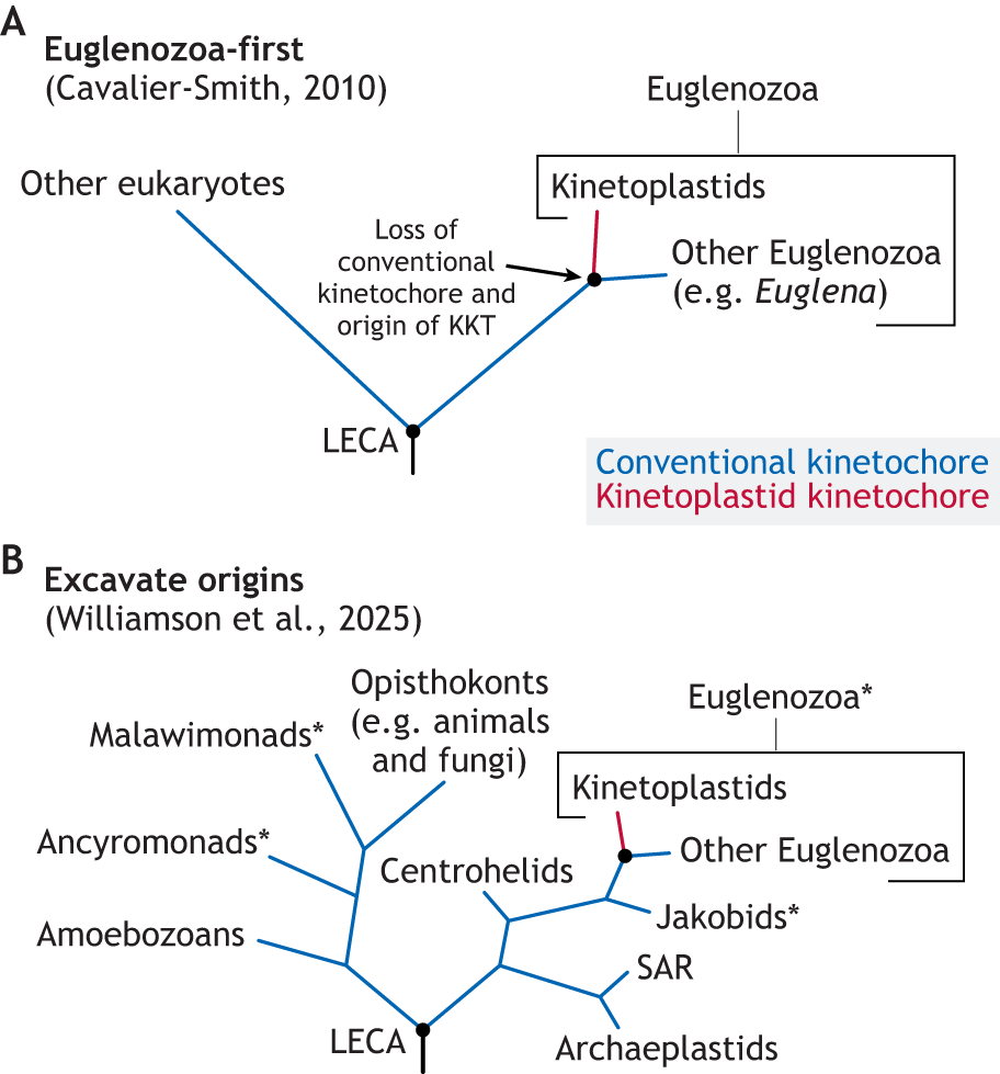 Evgenii Protasov tweet media