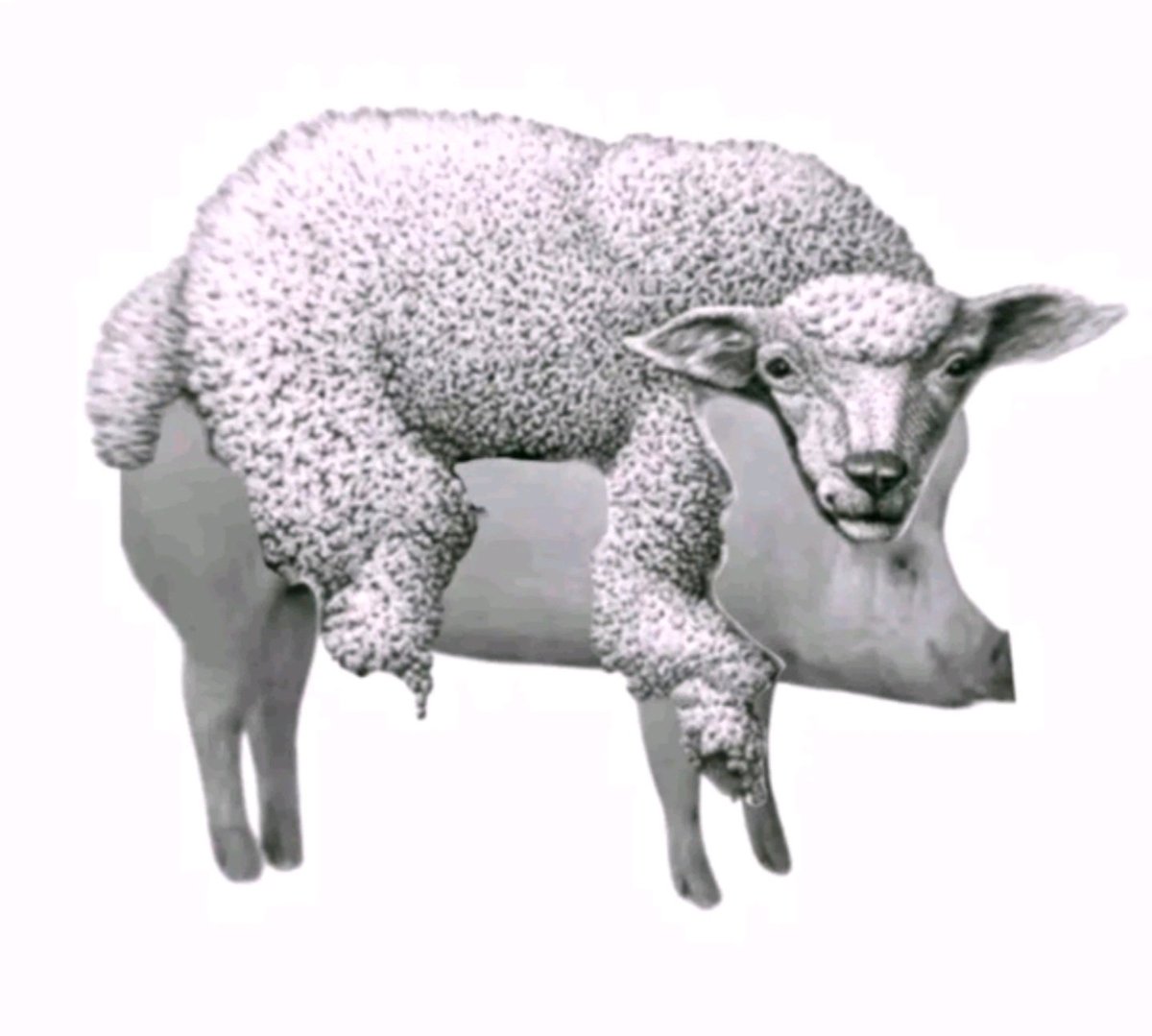 Такое явление я могу описать только одной пикчей