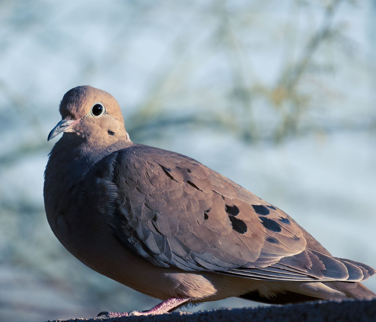 GeronimoTravel's tweet photo. Mourning Dove Phoenix Feb 2026 https://t.co/Q42IcV9UWp