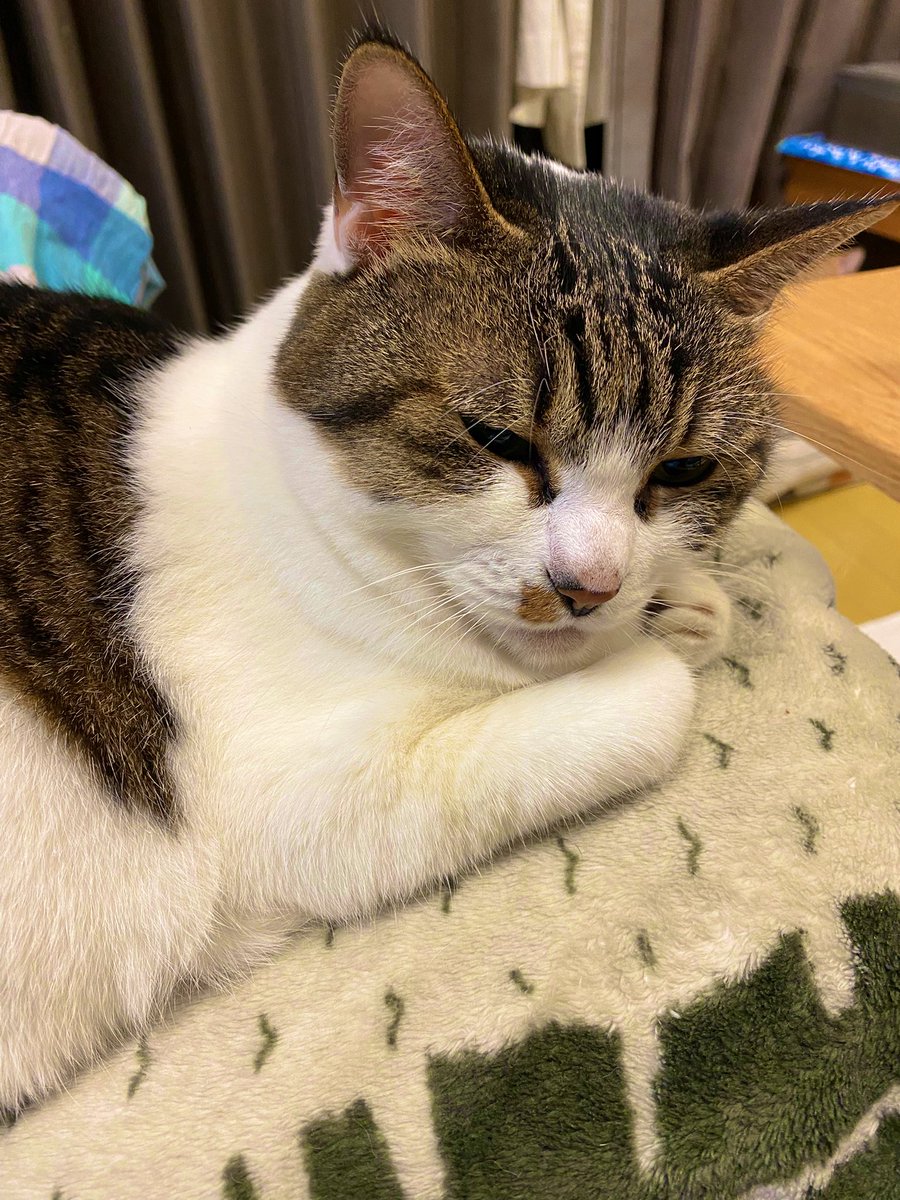 calico_e_c's tweet photo. キャリコ英語塾のキャリコは三毛猫って意味です。2月22日はネコの日なんでウチの愚猫隊を。

チラシを配布してから、７件の問い合わせがあり、保護者の方々と対面することになります。うちは懇談は一切しないので、これが最初で最後になることが多いです。
しっかりお顔を覚えておかないと https://t.co/KM4ScvDdcJ