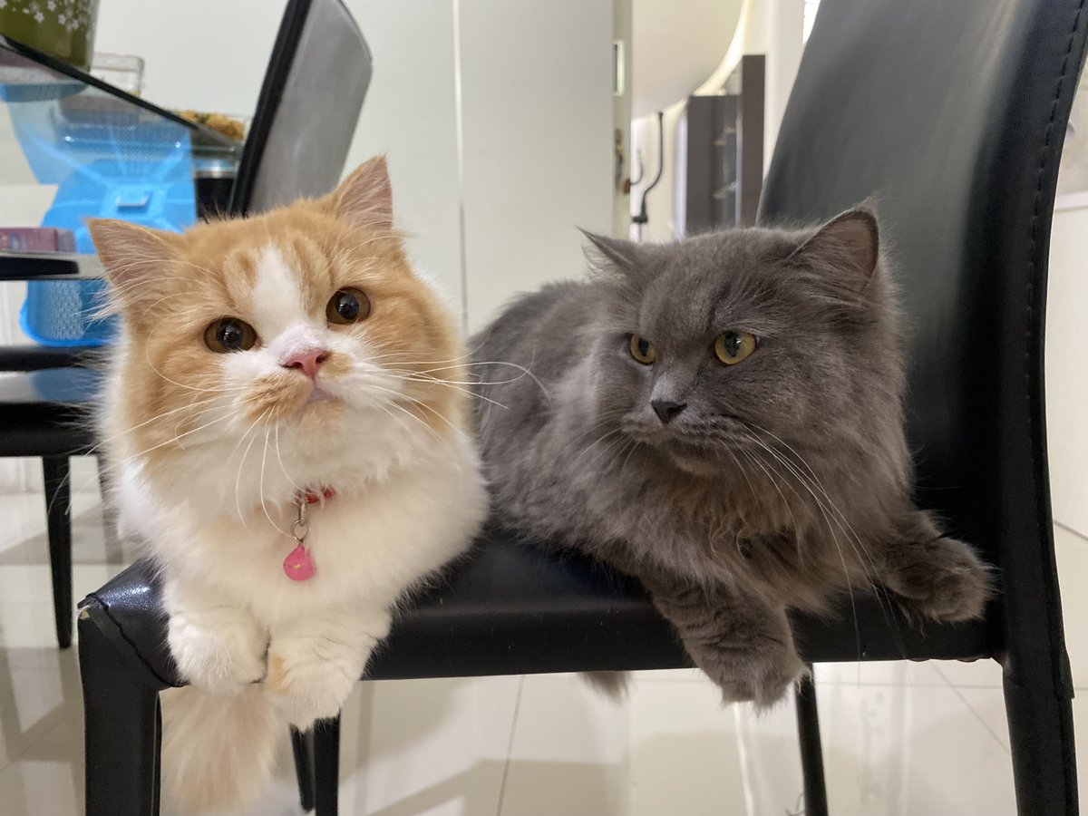 🐾 eli tweet media