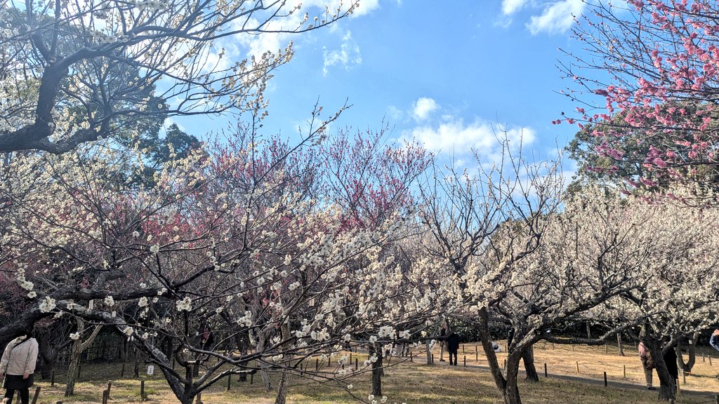 sleepernote01's tweet photo. デートで青葉の森公園に
梅を見に行ってきました！

1枚目は個人的に結構好き！

 #日常垢
 #写真好きな人と繋がりたい https://t.co/CPEj7H6MMD
