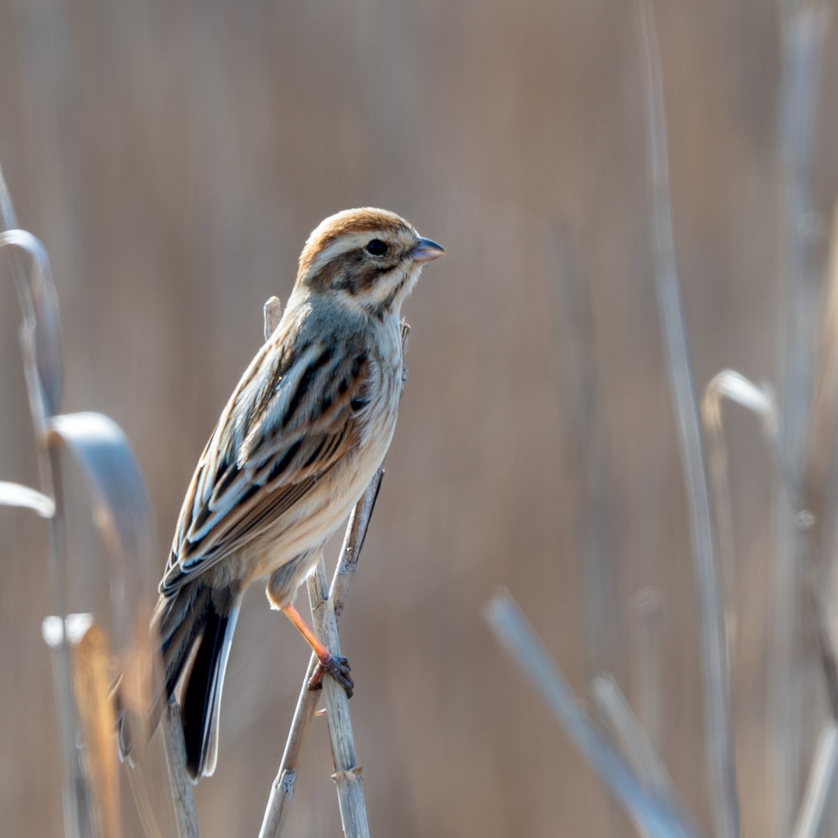 オオジュリンさんに会えました。今シーズンはなかなか出会えなかったから嬉しさ倍増。#オオジュリン #野鳥