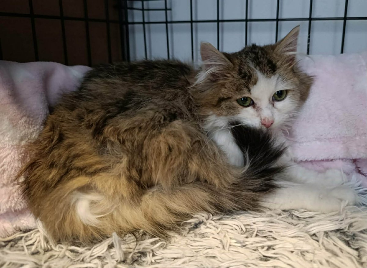 Wolontariuszka zobaczyła ją skuloną, smutną, z mokrymi łapkami i zabrudzonym futerkiem. 

Właściciele stwierdzili, że w sumie to jej już nie chcą.

Kimchi jest odwodniona i ma FelV. Potrzebuje naszej pomocy, żeby przeżyć. 🆘💔

Ratujmy ją razem:
ratujemyzwierzaki.pl/kimchi-felineus