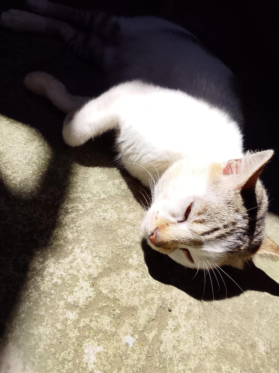 austinewism's tweet photo. miss U Oreo https://t.co/xV6MaaeUrF