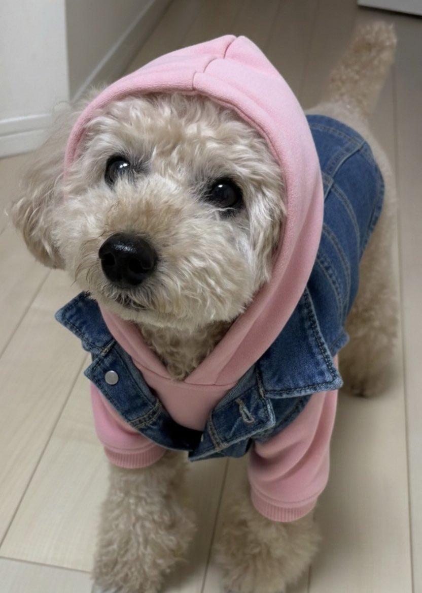 ココ🐶も桜井さんのマネしてみたよ❣️

結構似合ってるꉂ🤭

おやすみなさい🌙* :ﾟ