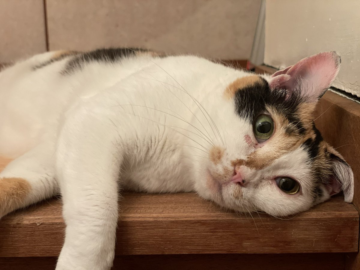 猫の日だよ
天国で今頃元気にしてるかな？