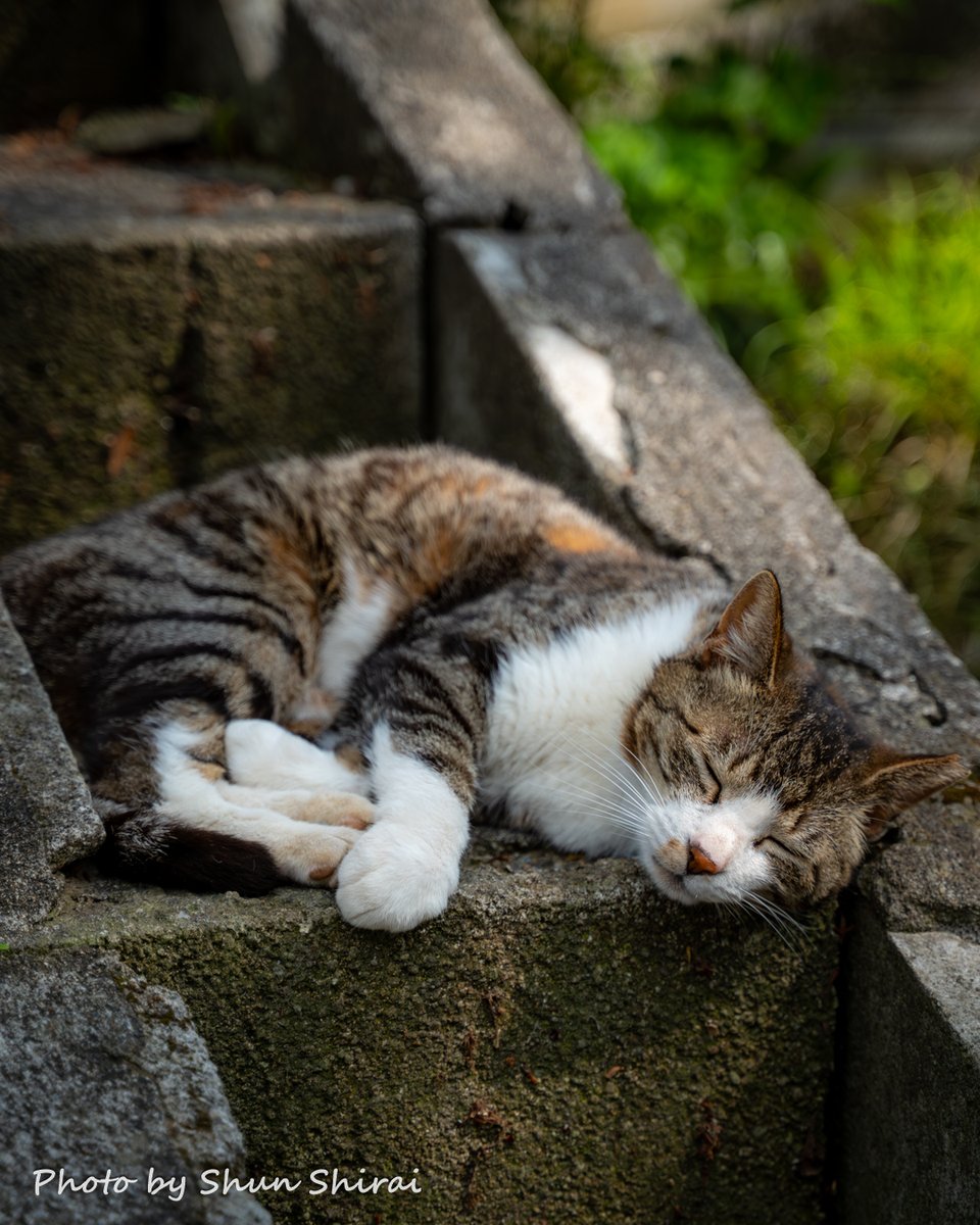 猫の日記念・市川で出会った猫ちゃん特集3 ⑧市川・里見公園 ⑨⑩