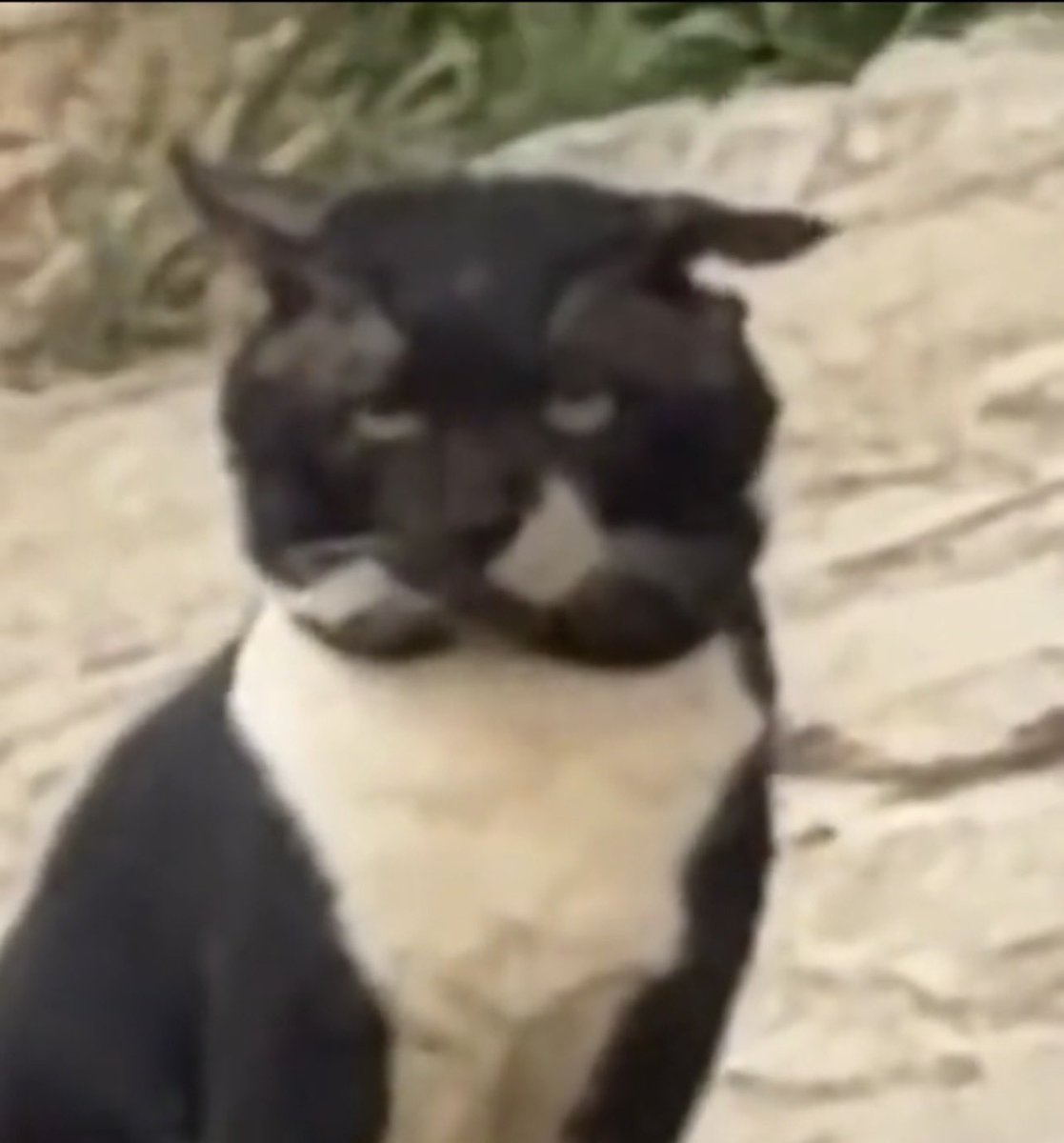 وجيه اللي يسبون بنزيما وتاركين الافدغ الكلب يترأس 

#بنزيما
#النصيري_الكبش
#عكايشي_باك