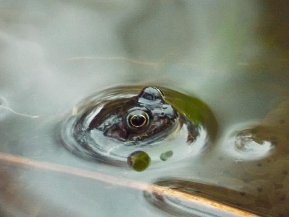 peterbreene's tweet photo. 🐸 Frog frenzy in Dixon Park. @WeatherCee @AMAZlNGNATURE @barrabest @bbcweather @UlsterWildlife https://t.co/utQWrMUMvc