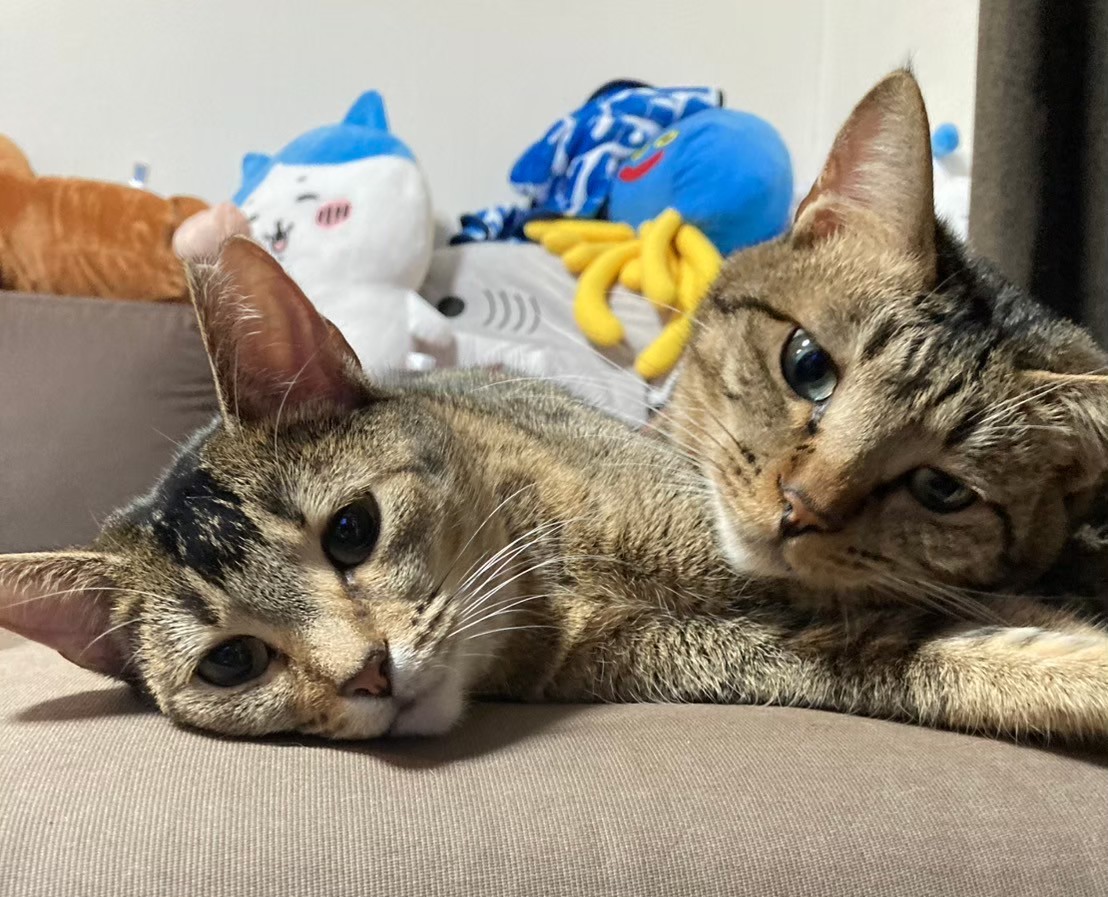 ムッキー (@mucky44) / Posts / X