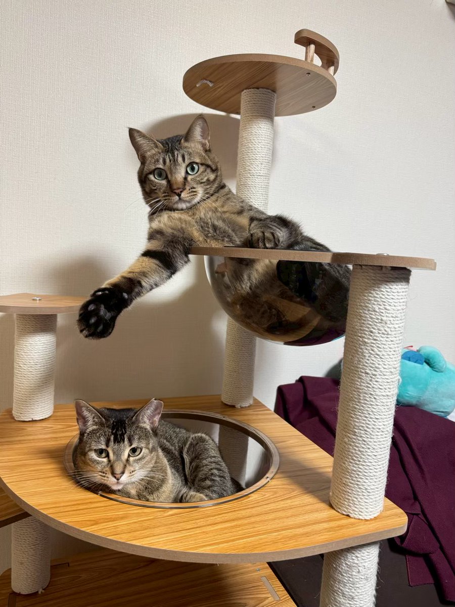 ムッキー (@mucky44) / Posts / X