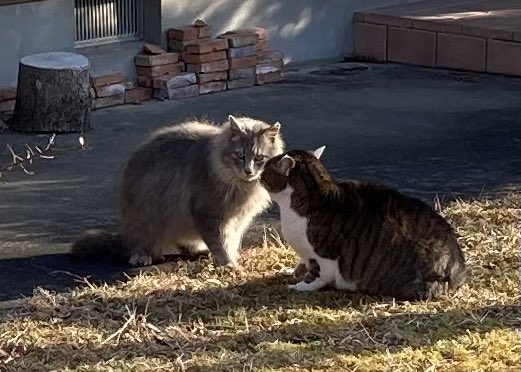 噂の彼氏あらわる
誰んとこの猫？って近所で噂になってるグレーで毛長の猫（ 3枚目の画像）野良猫か？
 #猫の日