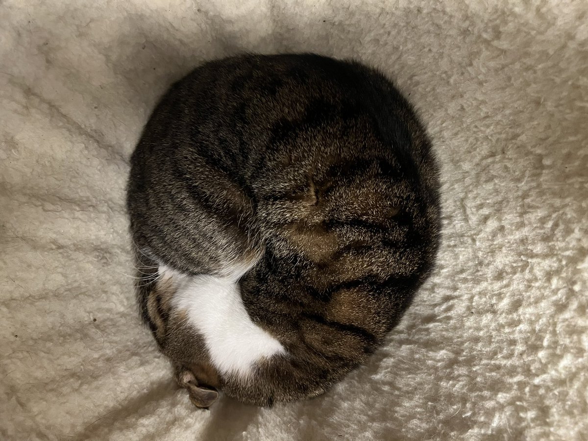 ksuke0506's tweet photo. @googlejapan o https://t.co/86C92y6KnM