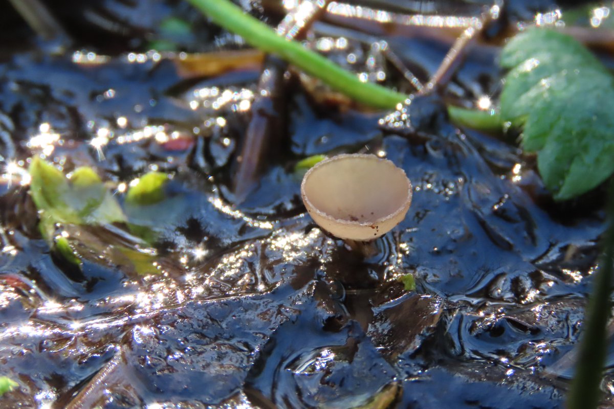 Donna Rainey tweet media