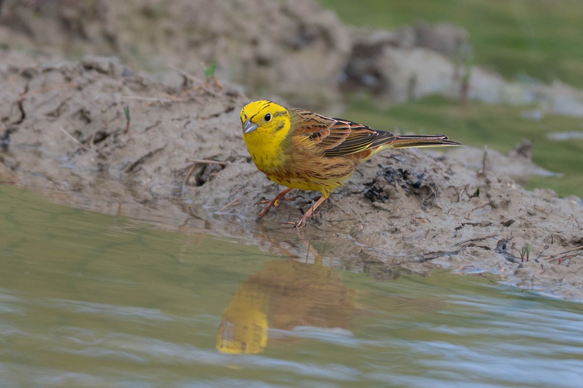 david butcher tweet media