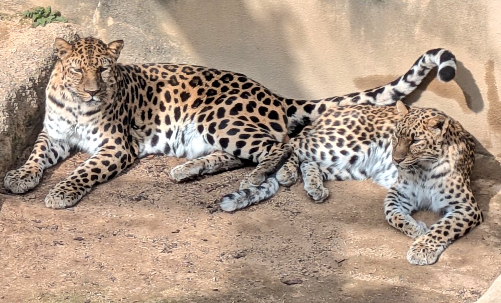 黒猫の肉球 (@black_Cait_4) / Posts / X