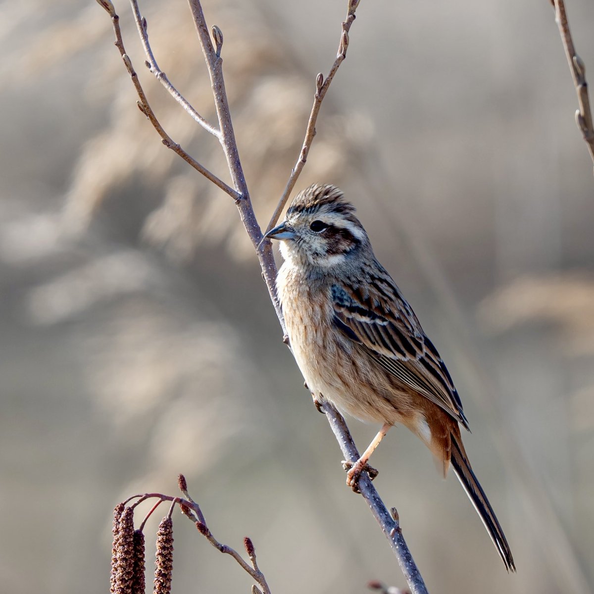 ホオジロさんのメスさん。ヘアスタイルがかわいい。
#ホオジロ #野鳥