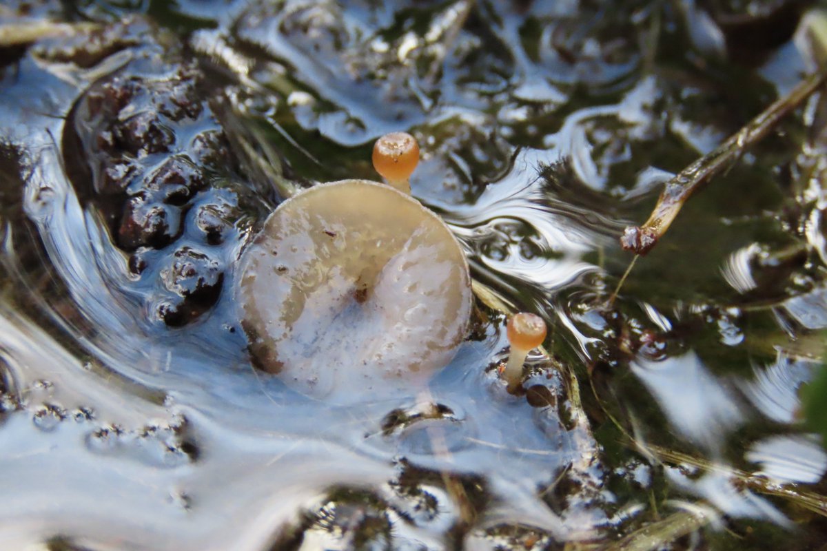 Donna Rainey tweet media