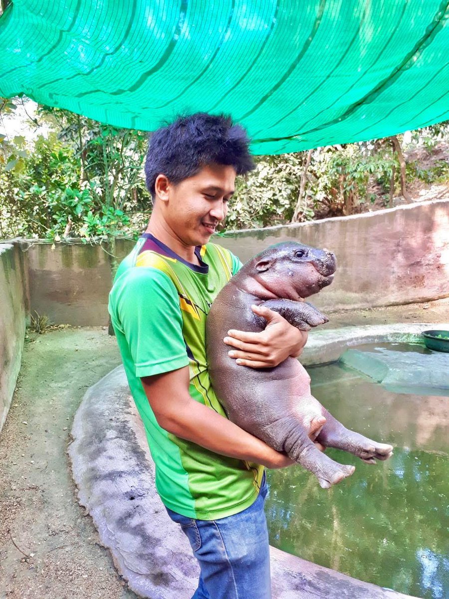 จะหาคลิปขาหมูตอนเด็กๆ ไม่เจอเลย 
เจอแต่หมูตุ๋น พี่ๆเคยอุ้มฮิปโปกันมั้ยครับ #hippo #PygmyHippo #ขาหมูแอนด์เดอะแก๊ง #หมูเด้งเด้งกี่โมง #Moodeng #พี่ขาหมู #สวนสัตว์เปิดเขาเขียว