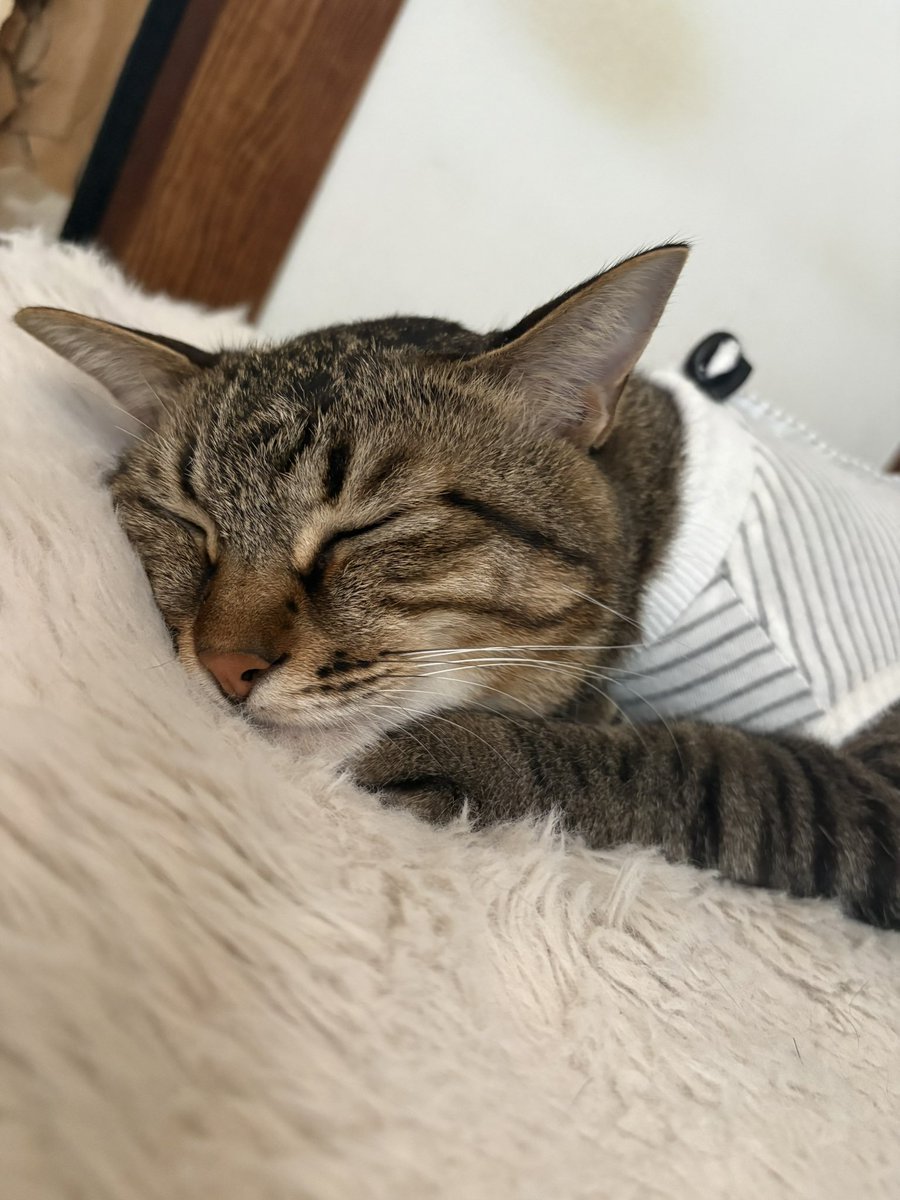 sky_mugi_06's tweet photo. 今日は"ねこの日"😽(もう終わるけど)
我が家のニャンズももちろんだけど全世界の猫ちゃんが一生幸せでいられますように💞
 #ねこの日 https://t.co/ts76mMqRBh