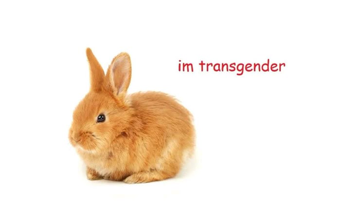 meet my transgender son