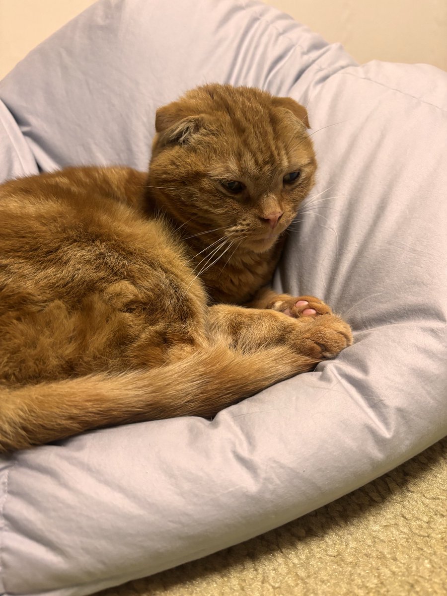 yukari4965's tweet image. ニャンコの日の最後に羽毛布団に包まれるうちの子置いとく🐈猫も羽毛はあったかくて気持ちいいらしいですw