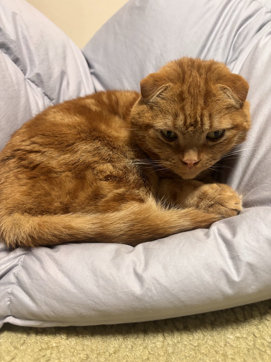 yukari4965's tweet image. ニャンコの日の最後に羽毛布団に包まれるうちの子置いとく🐈猫も羽毛はあったかくて気持ちいいらしいですw