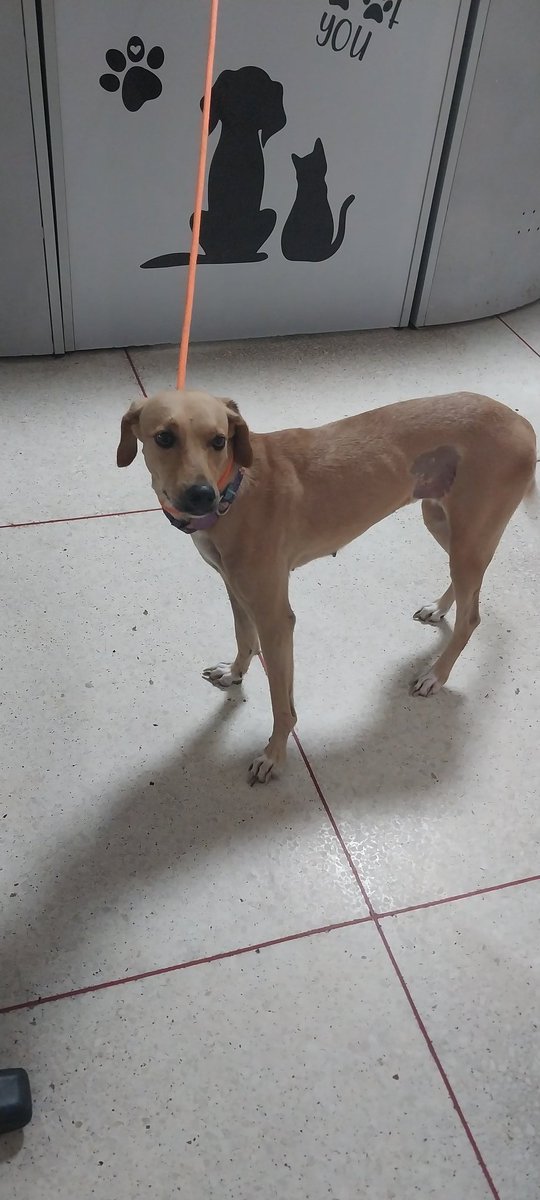 margaritapets tweet media