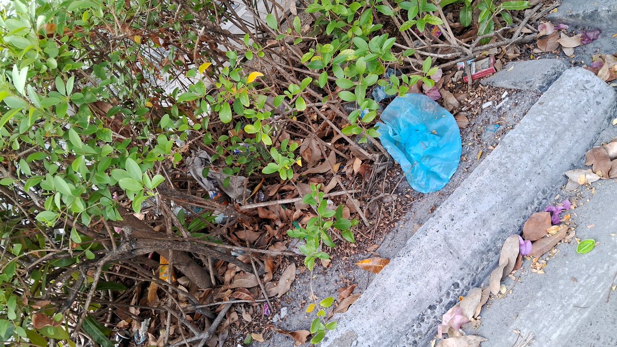 މެލޭ ޝިޔާގެ އެއޮތްބޮޑު ކުއަލަ ލަމްޕޫރުން އަދި ސިޓީއާ ގުޅިފައި ހުރި ތާކުން ވެސް އަދި އެތަން ހުރަސްކޮށް މެލަކާ ސިޓީއަށް ދިޔައިރު ވެސް މަގުތަކުން ދަބަރުޖަހާފައި ހުރި އަރިމަތީ ދަގަނޑުތަކެއް، ނުކޮށި ހުރި ހެޖްތަކެއް، ނުނޮޅި ހުރި ވިނަތަކެއް، ނުކެހި ނުނެގި ހުރި ކުނިތަކެއް ނުފެނޭ!