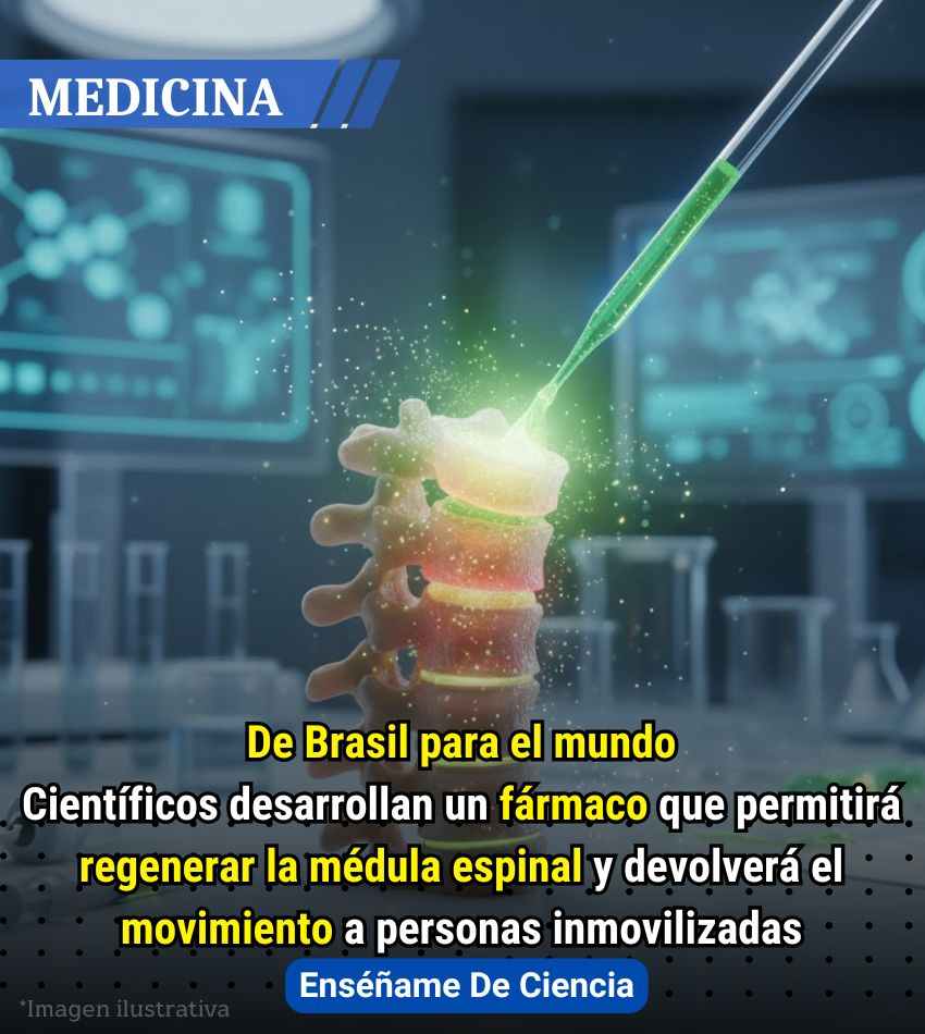 🔴Se trata de un fármaco basado en una proteína extraída de la placenta humana, que lograría regenerar médulas espinales. Estas lesiones medulares son bastante comunes, por lo que era necesario encontrar una terapia que ayudara a regenerar y devolver la movilidad a los pacientes