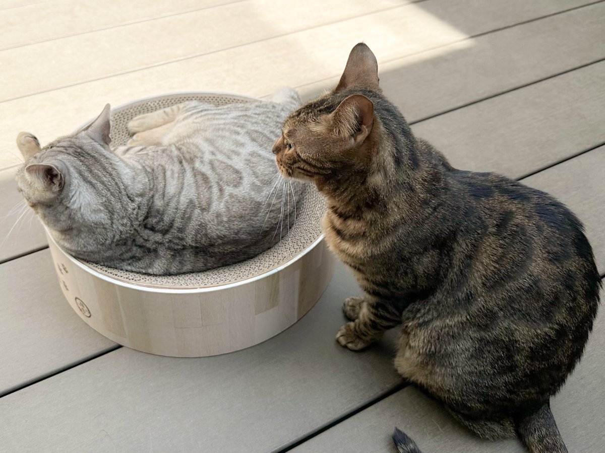 Remchannel_1122's tweet photo. 2月22日は #猫の日 ですね

投稿できていませんでしたが､その間にレムちゃんは6歳､実家のすずちゃんは7歳になりました https://t.co/uAo9lSxRwM