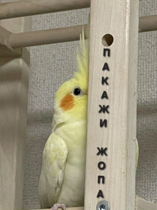Где Макфол?
