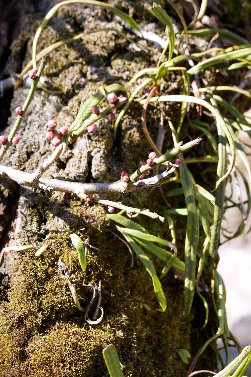 昨日、行った高尾の梅林。
一番奥の小仏梅林付近の日陰には雪がまだ残っていて、空気はしっとりひんやり😱　梅も紅梅の蕾がようやくほころんできたところで、古木には苔と宿り木？宿り草？がいっぱいでした😂