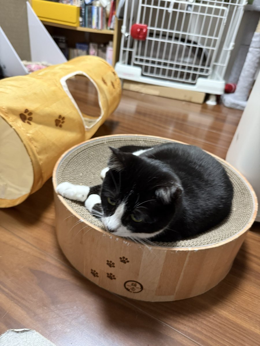 kusanagi_cat's tweet photo. https://t.co/MfuYXGMEl6