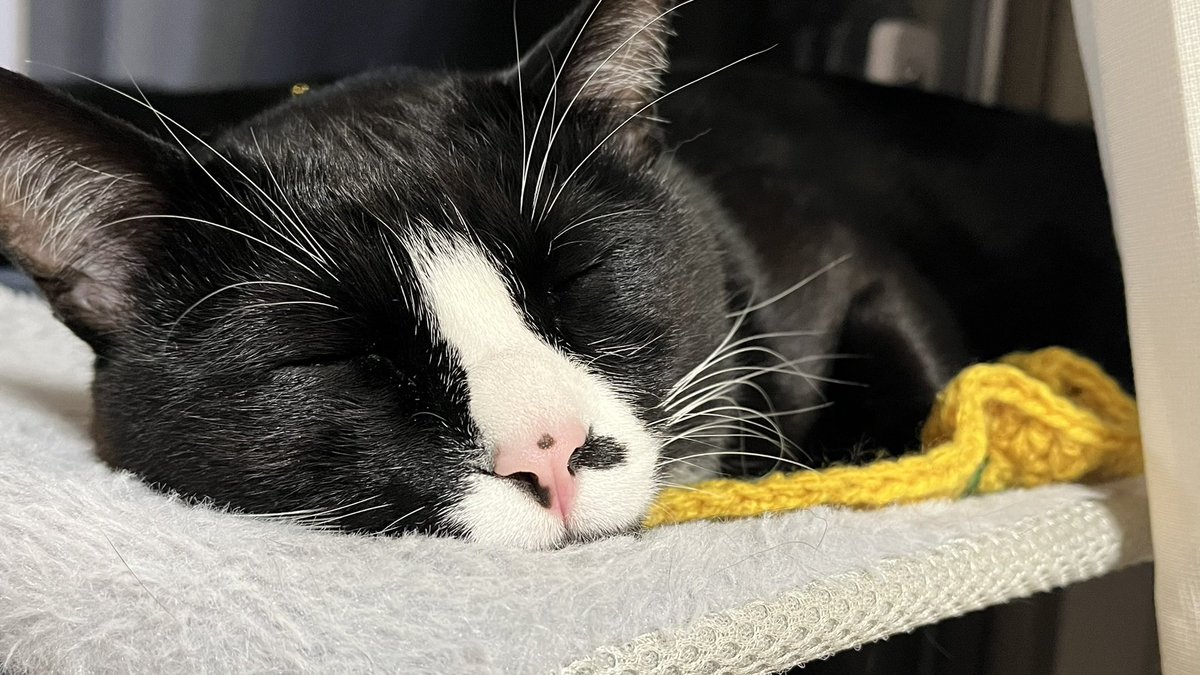 2人だけになると甘えてくる実家キャット