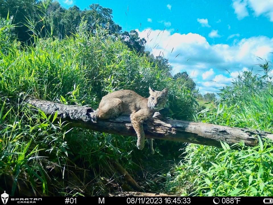 trailcam (@trail_cams) on Twitter photo 