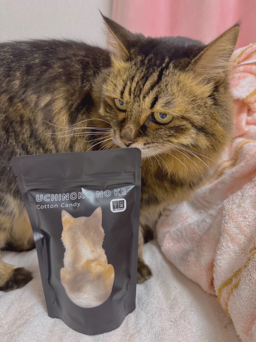 swmt_12's tweet photo. ねこのひ〜！毛！食う！ https://t.co/ndtNNkRF5N
