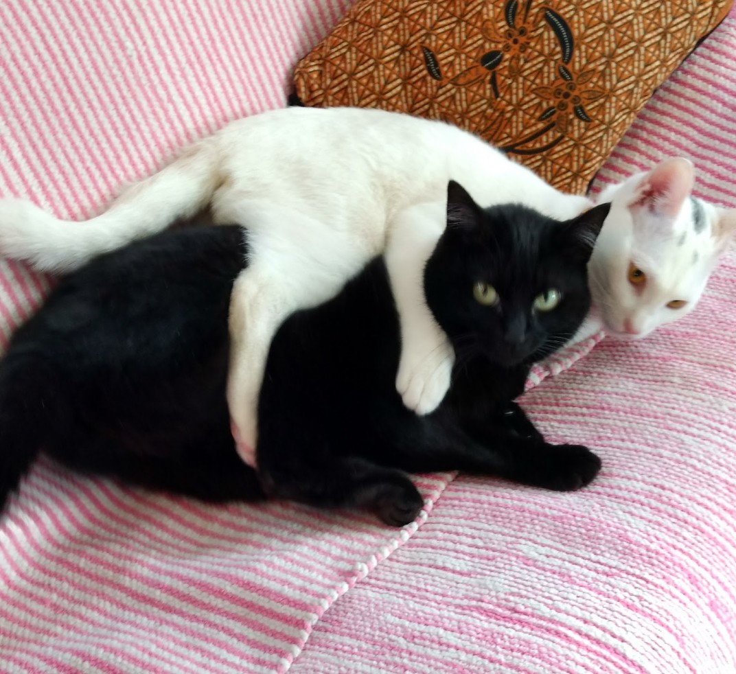 多田すみえ (@fukuneko5) / Posts / X