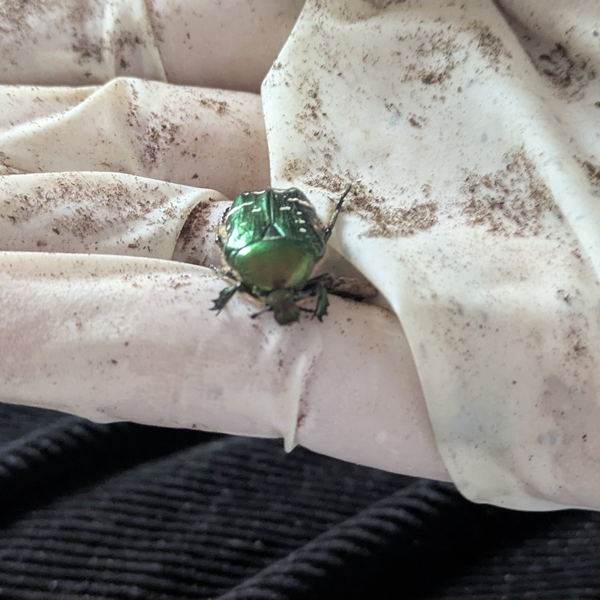 patootie has passed away.
I found them in the winter outside, cold and starving as cl- OH MY FUCKING GOD NO WAY YOU ASDHOLE SHE'S ALIVE SHE PRETENDED FOR 10 MINS I WAS SOBBING WHAT THE FUCK GIRL YOU'RE DOUBLE THE AVERAGE AGE