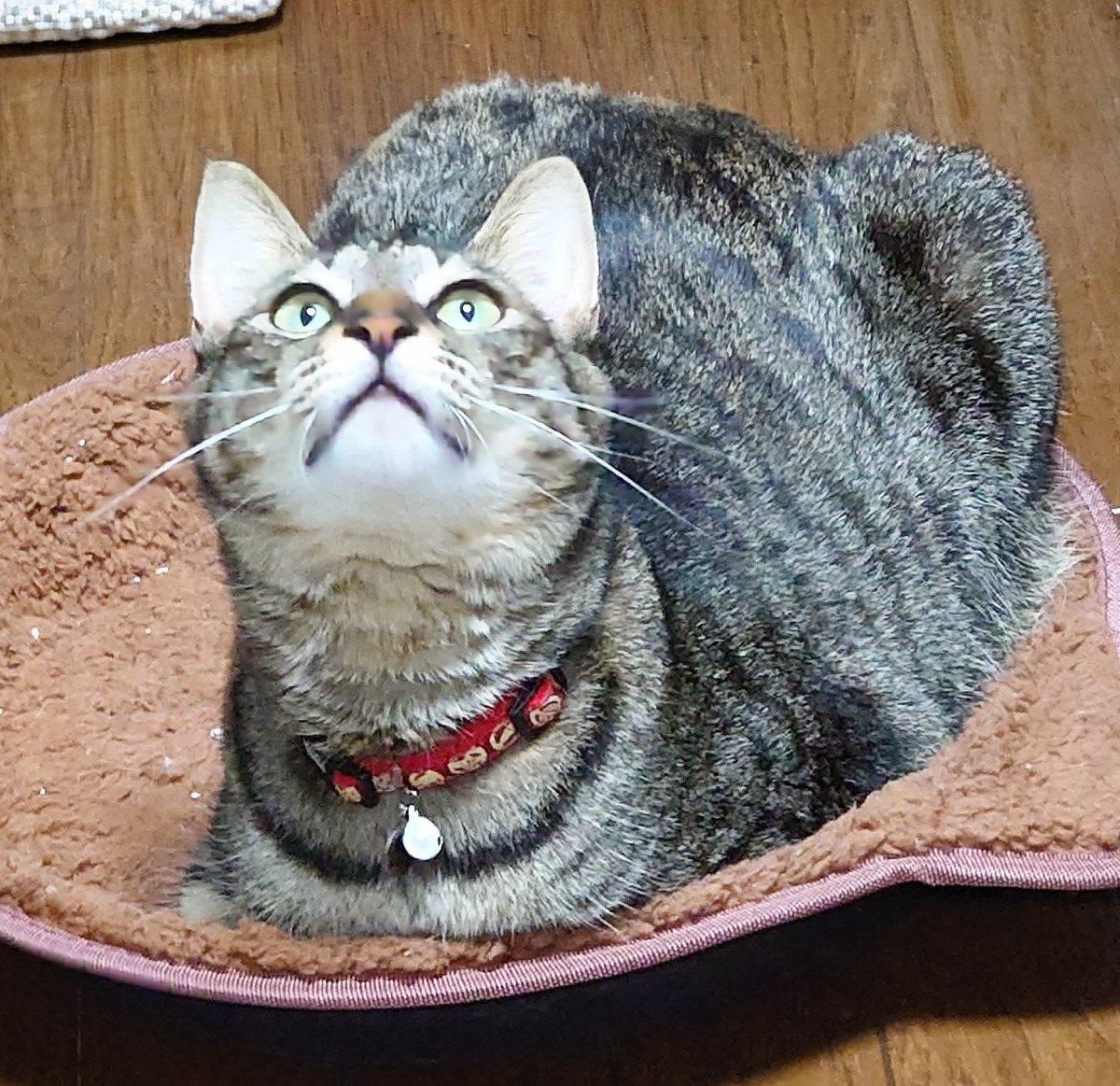 ねこが上を向いた時に見える口の△がたまらなく好き