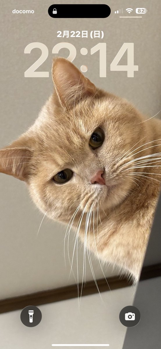 猫の日 2月22日 待ち受け画面😽 綱ノ富士😸 つな🙀