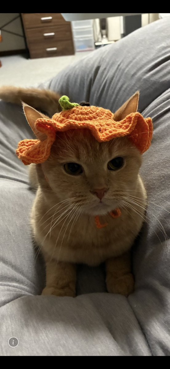 猫の日 2月22日 待ち受け画面😽 綱ノ富士😸 つな🙀