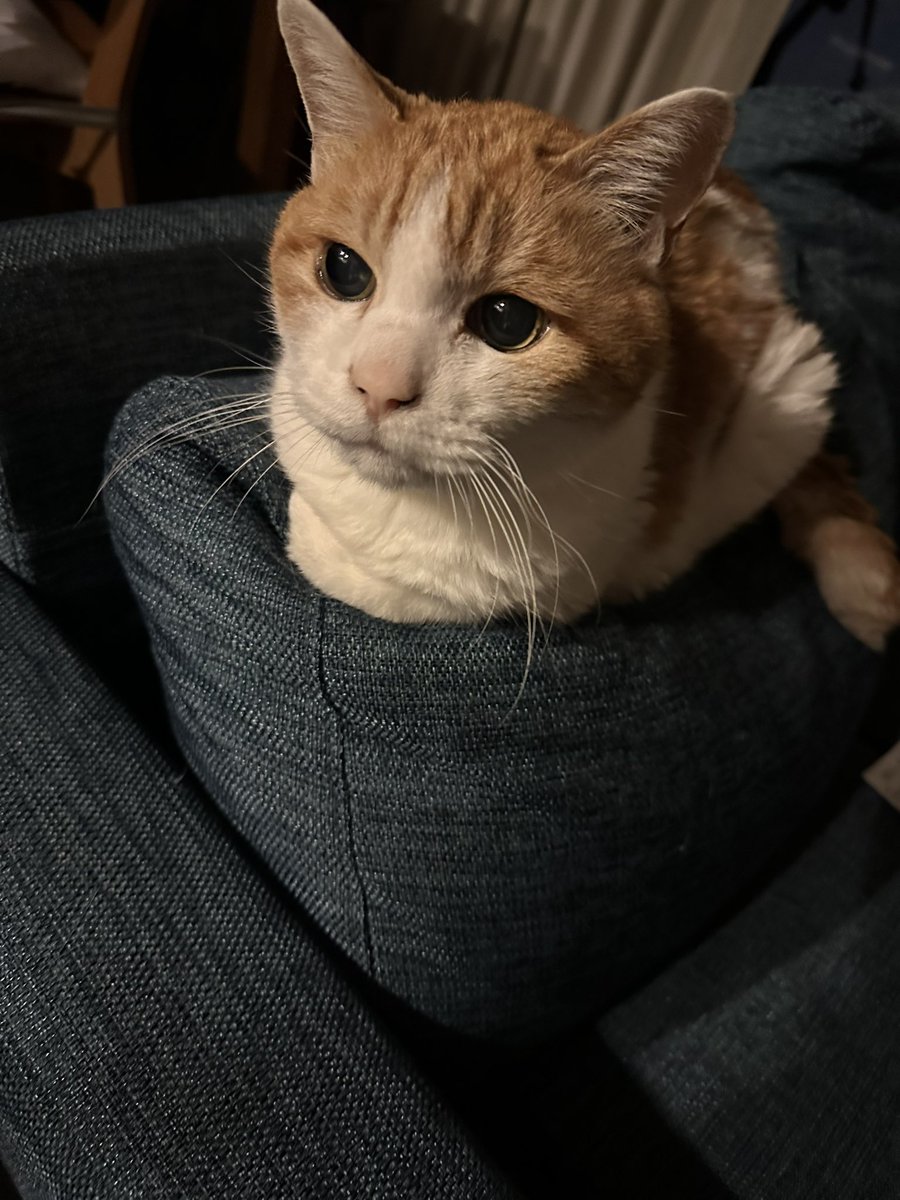 猫の日だからマロン様の思い出でもしがむわ、かわいいね