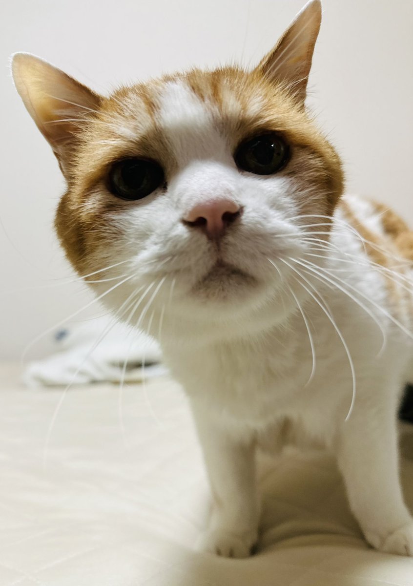 猫の日だからマロン様の思い出でもしがむわ、かわいいね