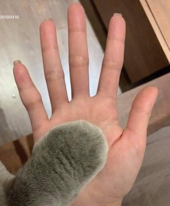 Cats with aura tweet media