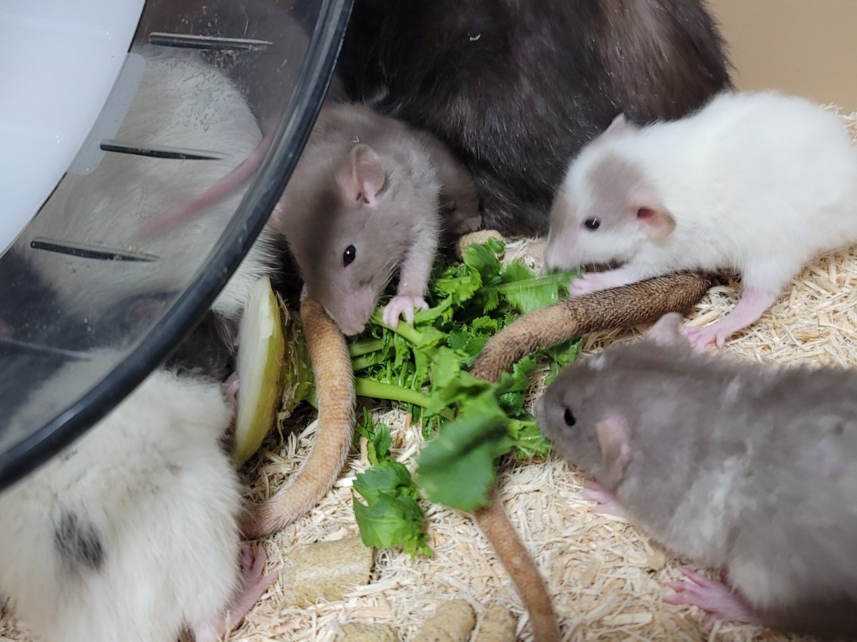 AngryTwiRatNerd's tweet image. 大根たべたべ子ねずみ ママはどこがいちばん美味しいか知ってる