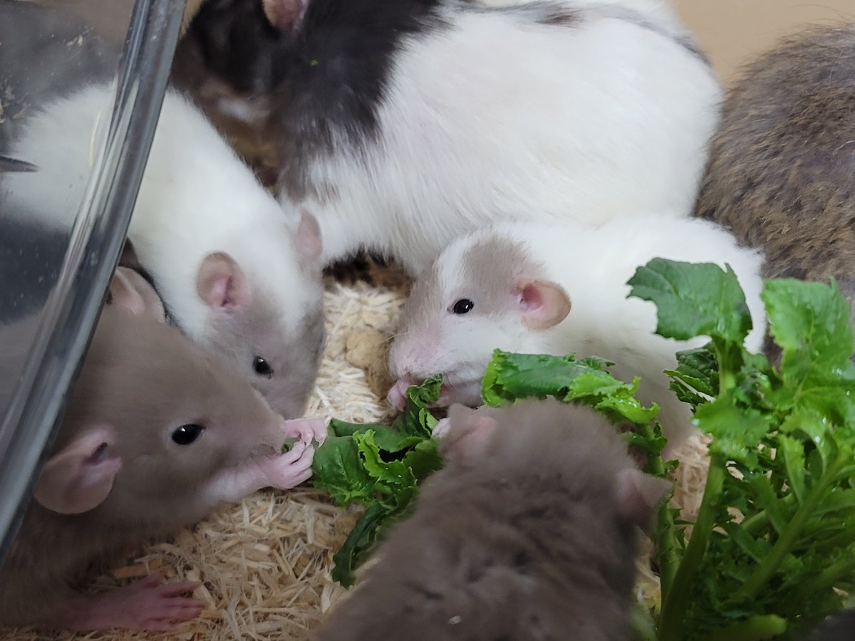 AngryTwiRatNerd's tweet image. 大根たべたべ子ねずみ ママはどこがいちばん美味しいか知ってる